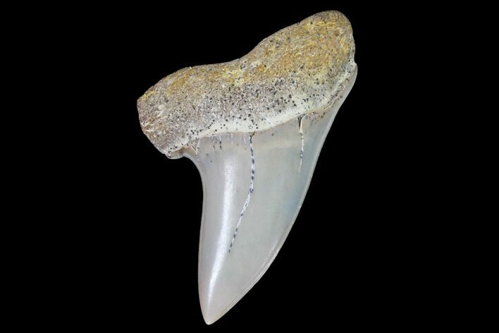 Mako Shark Tooth Fossil - Sharktooth Hill, CA #94669